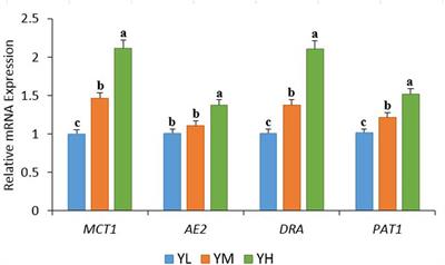 Effects of Dietary Energy Levels on Rumen Fermentation, Microbial Diversity, and Feed Efficiency of Yaks (Bos grunniens)